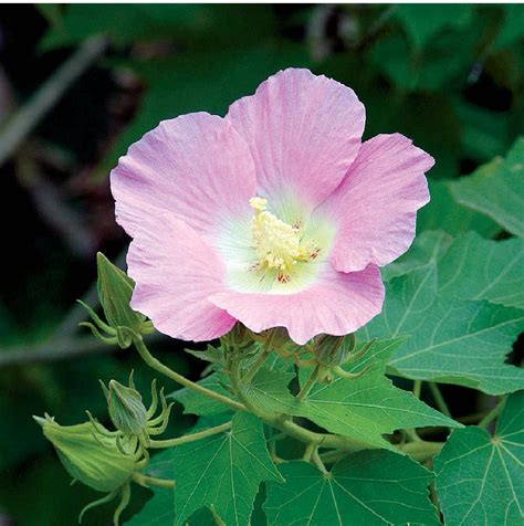 芙蓉 植物|木芙蓉